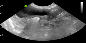 Canine urinary bladder